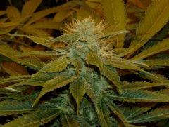 07.somango x chem#4 F+35