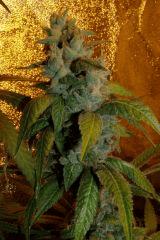 01. querkle'5 F+52