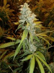 03. querkle'7 F+52