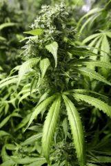 sxchem f63