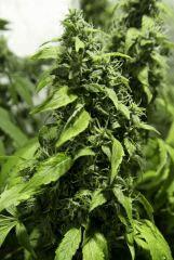 cheez'hack F63