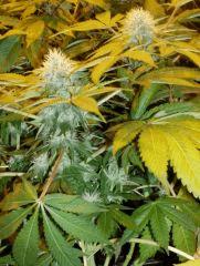 01.somango x chem#4 F+35