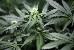 01. Cheez'hack F+29