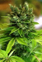 05. Somango x Chem#4 F+77