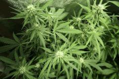 Querkle 7bis F+23