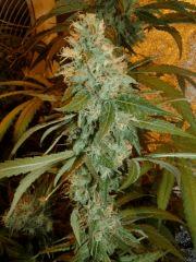 02. querkle'7 F+52