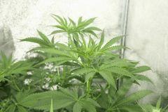 Agent Orange #5 F+14