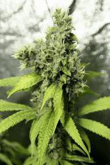Querkle'7 F63
