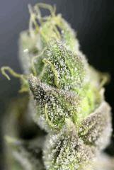 04. Q'5 F+71 Harvest day