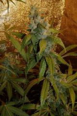 02. querkle'5 F+52