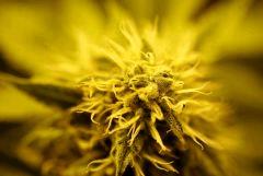 Test Macro Canon EOS 5D