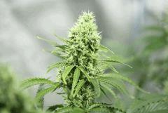 AO'2 f47