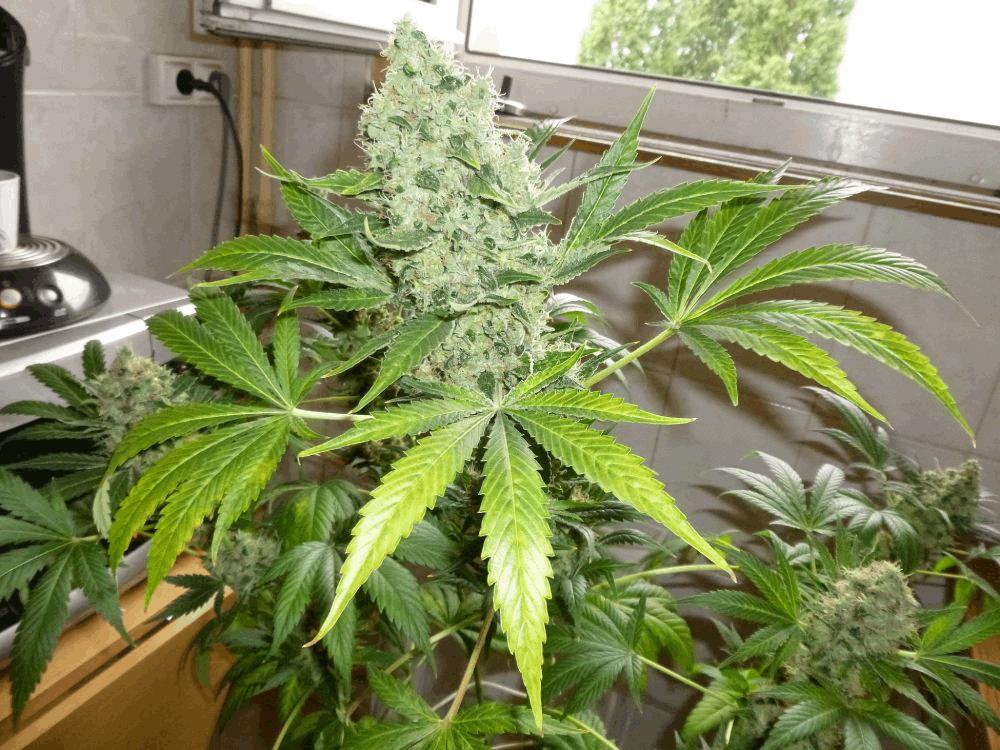 2- somango x kali mist   3-  1024 [dont 1 RIP]
