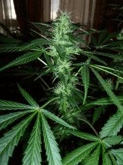 F+33 (pistil) F+42 (12/12)
