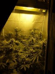 F+37 (pistils) F+46 (12/12)
