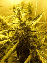 F+34 (pistils) F+43 (12/12)