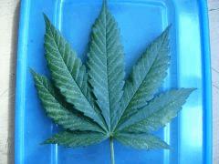 problème de feuilles
