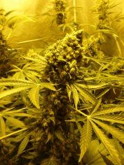 F+70 (pistils) F+79 (12/12)