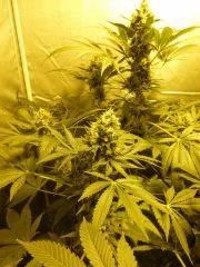 F+52 (pistils)  F+61 (12/12)