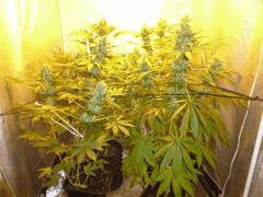 F+52 (pistils)  F+61 (12/12)
