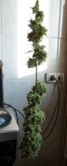 F+70 (pistils) F+79 (12/12)