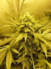 F+37 (pistils)F+46 (12/12)