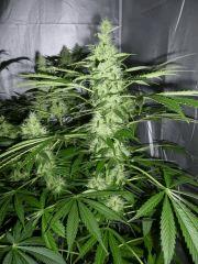 F+42 (pistils) F+51 (12/12)