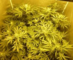 F+34 (pistils) F+43 (12/12)