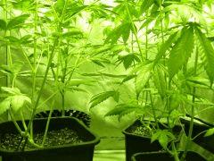 F+37 (pistils) F+46 (12/12)