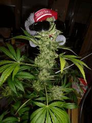 Mr weed