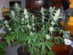 F+33 (pistil) F+42 (12/12)