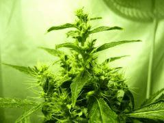 F+36 (pistils) F+45 (12/12)