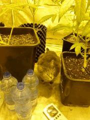 F+37 (pistils) F+46 (12/12)