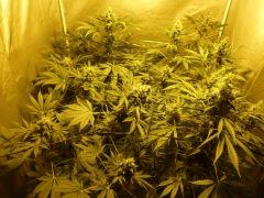 F+46 (pistils) F+55 (12/12)