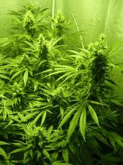 F+40 (pistils) F+49 (12/12)