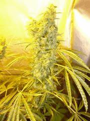 F+70 (pistils) F+79 (12/12)