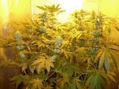 F+33 (pistil) F+42 (12/12)