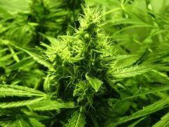 F 45 (pistils) F 54 (12/12)