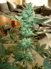 F+41 (12/12) F+32 (pistil)