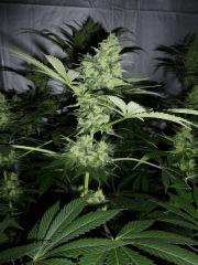 F+42 (pistils) F+51 (12/12)