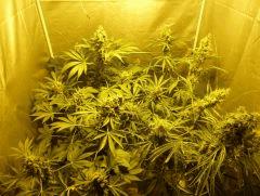 F+70 (pistils) F+79 (12/12)