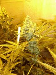 F+52 (pistils)  F+61 (12/12)