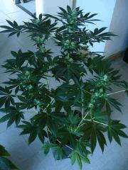F+29 (1er pistils)
