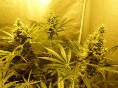 F+52 (pistils)  F+61 (12/12)