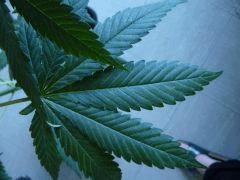 problème sur les feuilles