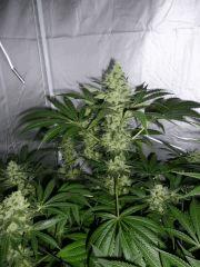 F+52 (pistils) F+61 (12/12)