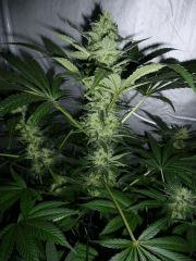 F+42 (pistils) F+51 (12/12)
