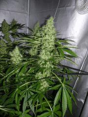 F+52 (pistils) F+61 (12/12)