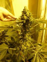 F+46 (pistils) F+55 (12/12)