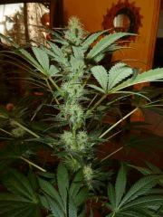F+33 (pistil) F+42 (12/12)